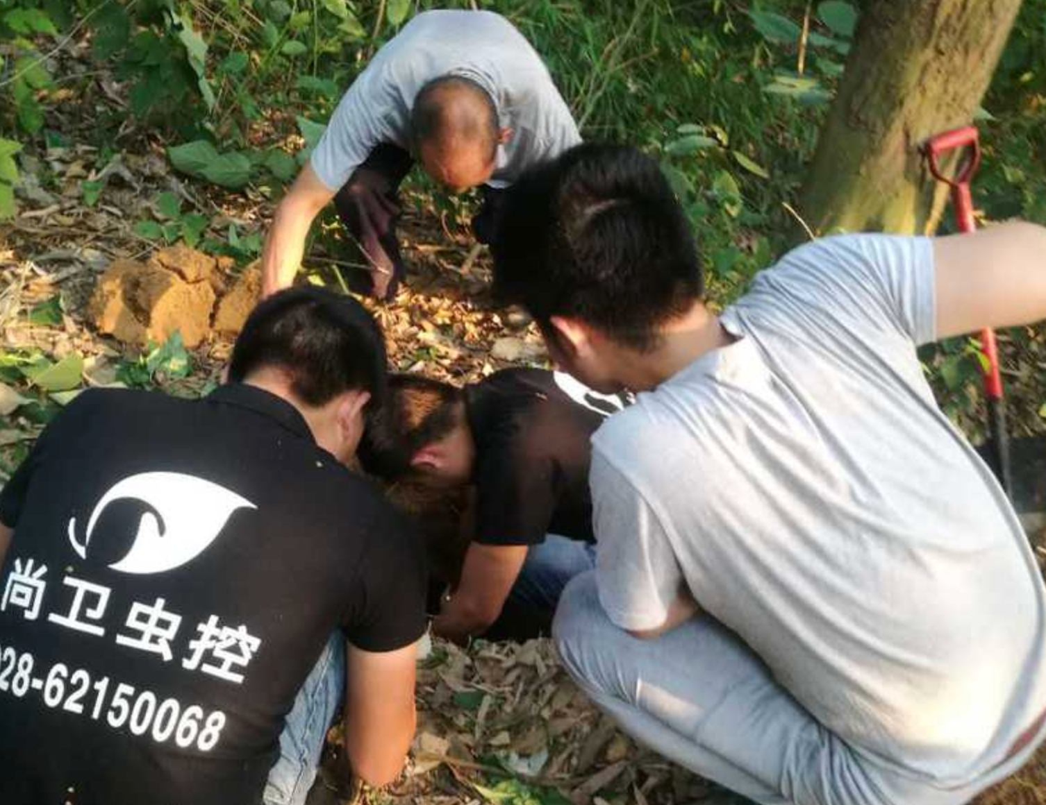 白蚁综合防治-方案定制