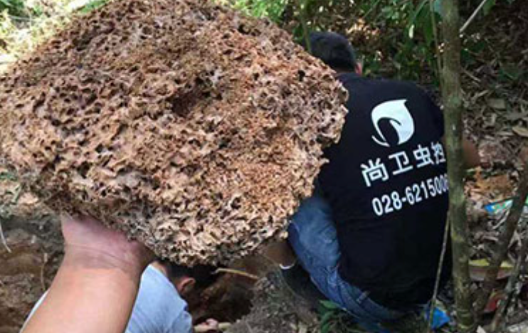白蚁综合防治-复查维护